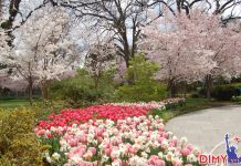 Dallas Arboretum, Dallas ngập sắc hoa