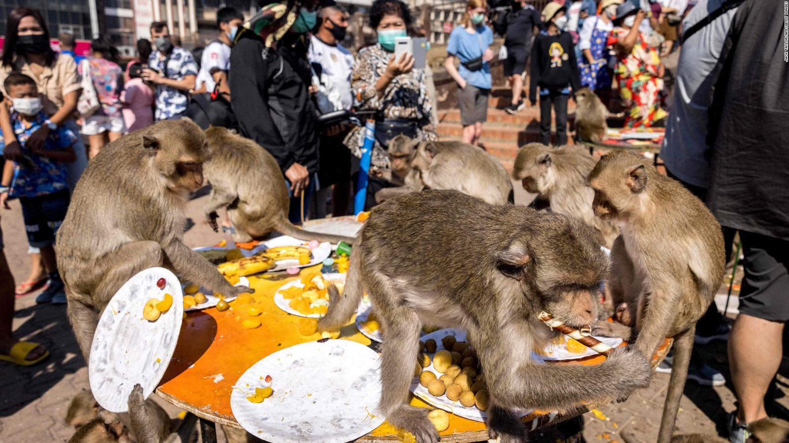 Khỉ được thiết đãi đặc biệt ở Thái Lan