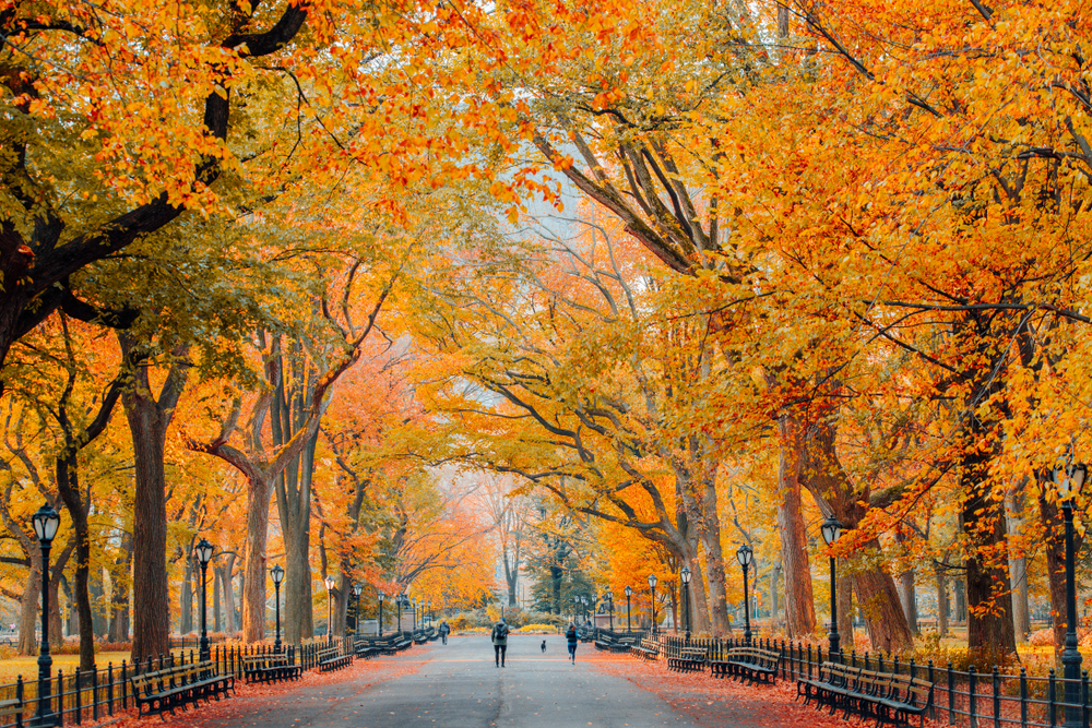 Central Park mùa thu đẹp rạng ngời thế này đây